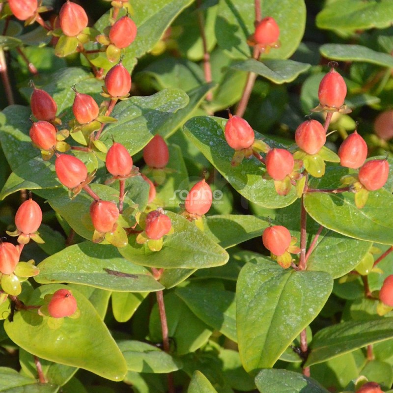 Hypericum x inodorum MAGICAL® Pumpkin 'Kolmapuki'