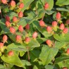 Hypericum x inodorum MAGICAL® Pumpkin 'Kolmapuki'
