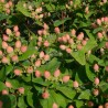 Hypericum x inodorum MAGICAL® Pumpkin 'Kolmapuki'