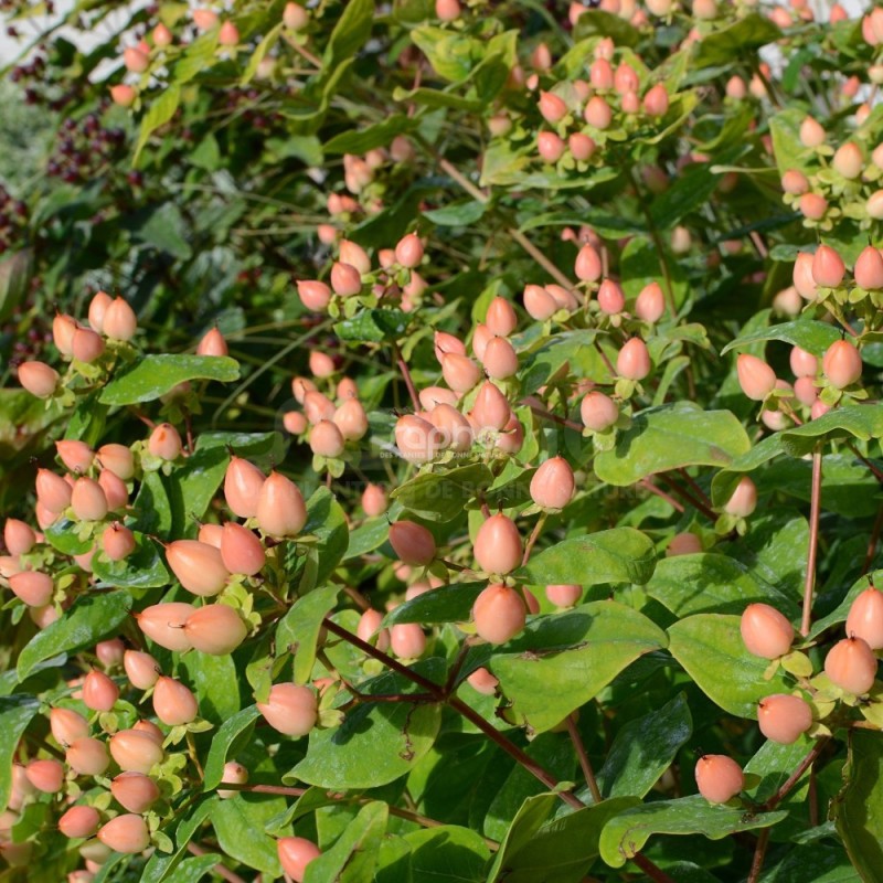 Hypericum x inodorum MAGICAL® Pumpkin 'Kolmapuki'