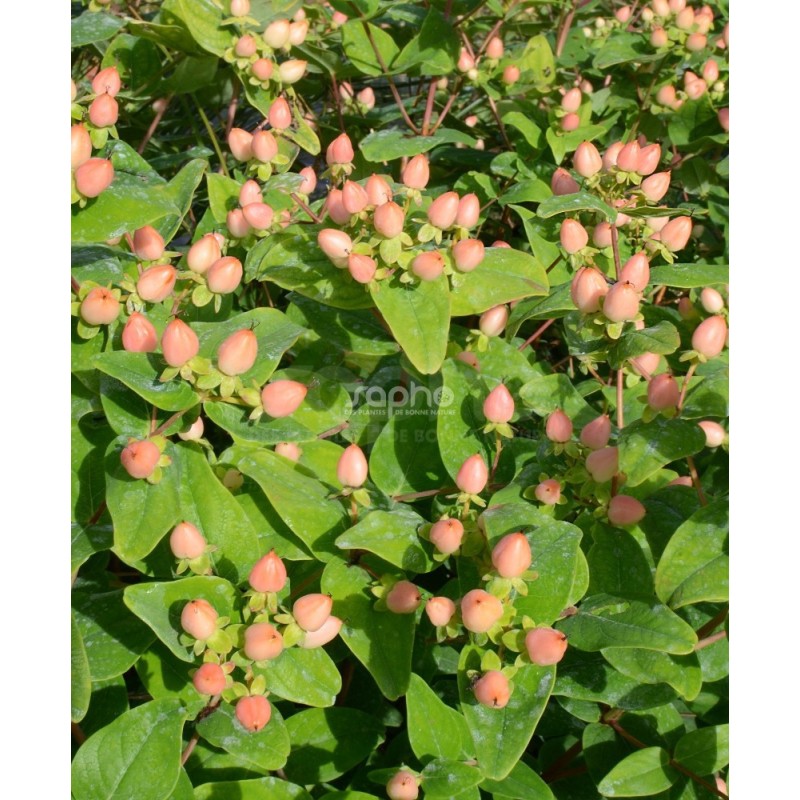 Hypericum x inodorum MAGICAL® Pumpkin 'Kolmapuki'