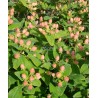Hypericum x inodorum MAGICAL® Pumpkin 'Kolmapuki'