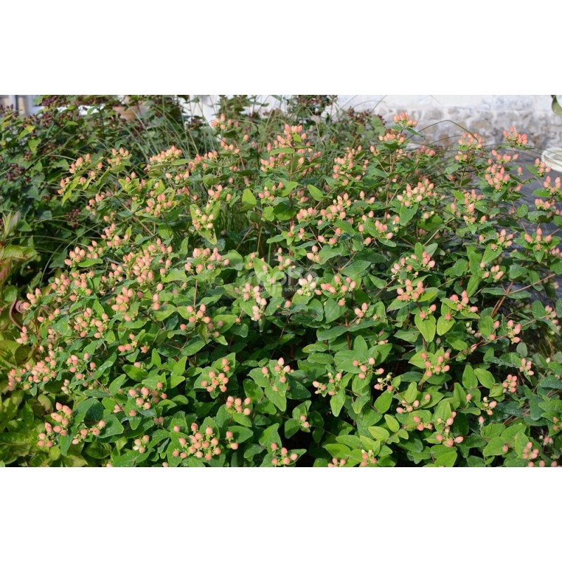 Hypericum x inodorum MAGICAL® Pumpkin 'Kolmapuki'