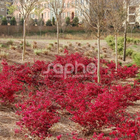 Ever Red® Fringe Flower, Loropetalum chinense 'Chang Nian Hong