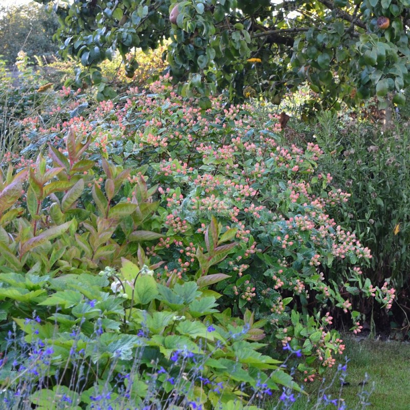 Hypericum x inodorum MAGICAL® Pumpkin 'Kolmapuki'