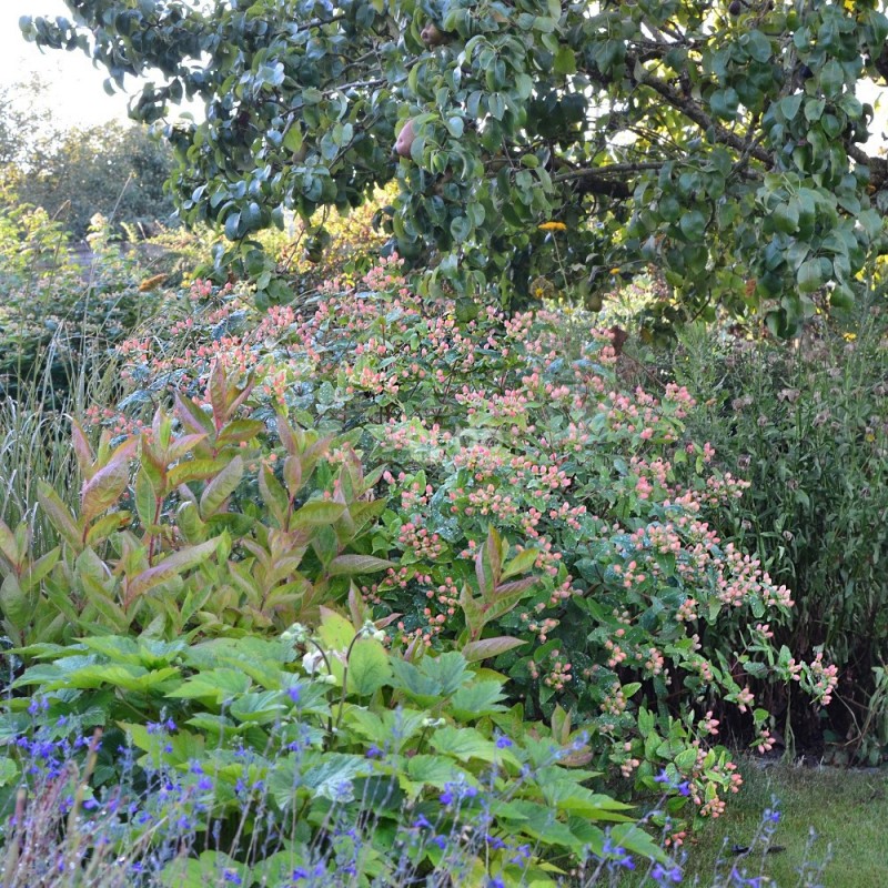 Hypericum x inodorum MAGICAL® Pumpkin 'Kolmapuki'
