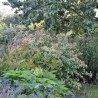 Hypericum x inodorum MAGICAL® Pumpkin 'Kolmapuki'