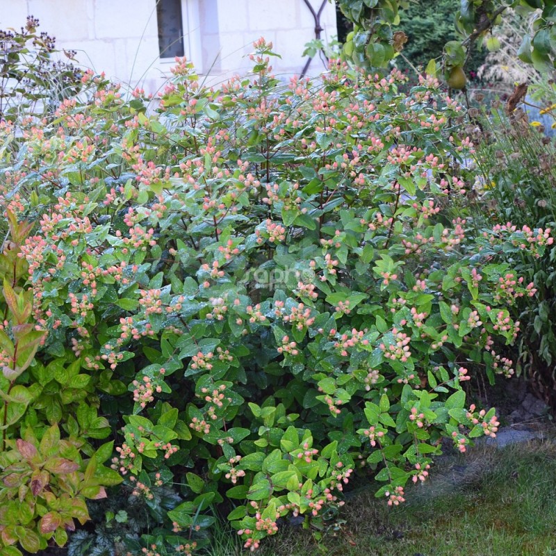 Hypericum x inodorum MAGICAL® Pumpkin 'Kolmapuki'