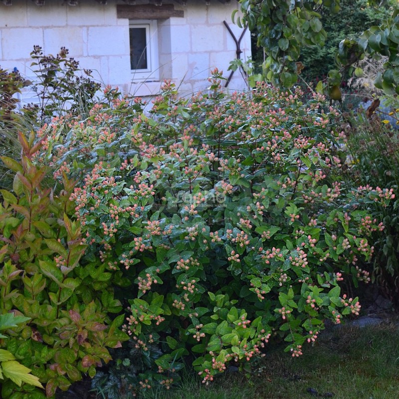 Hypericum x inodorum MAGICAL® Pumpkin 'Kolmapuki'