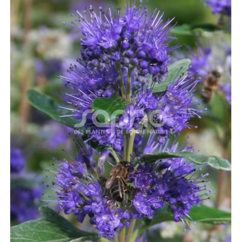 Caryopteris x clandonensis GRAND BLEU® 'Inoveris'