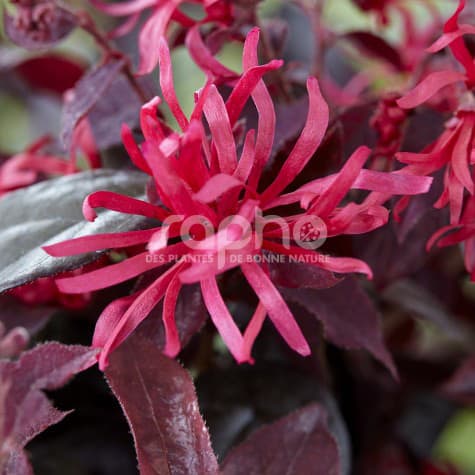 Ever Red® Fringe Flower, Loropetalum chinense 'Chang Nian Hong