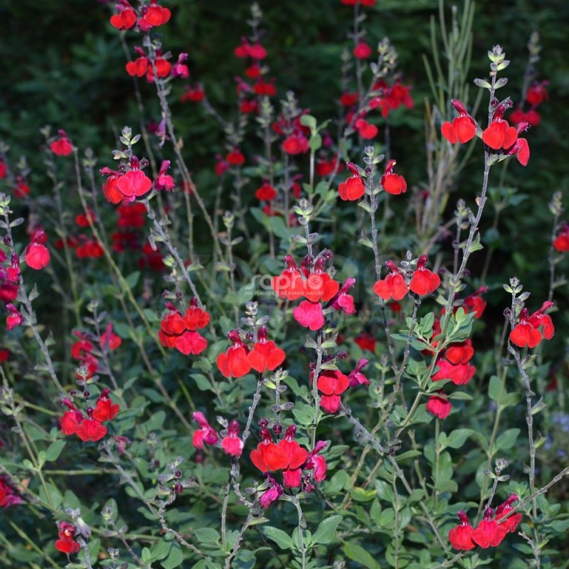 Salvia x jamensis RÊVE® ROUGE 'FAURESAL02'
