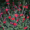 Salvia x jamensis RÊVE® ROUGE 'FAURESAL02'