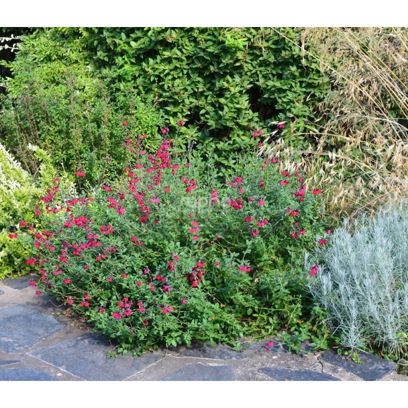 Salvia x jamensis RÊVE® ROUGE 'FAURESAL02'