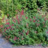 Salvia x jamensis RÊVE® ROUGE 'FAURESAL02'