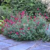 Salvia x jamensis RÊVE® ROUGE 'FAURESAL02'
