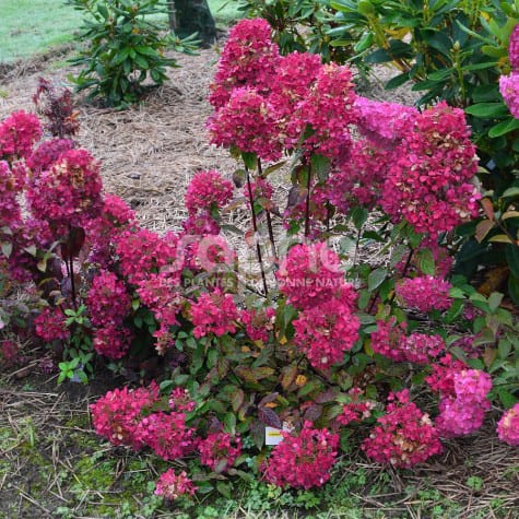 Hortensia paniculata diamant rouge