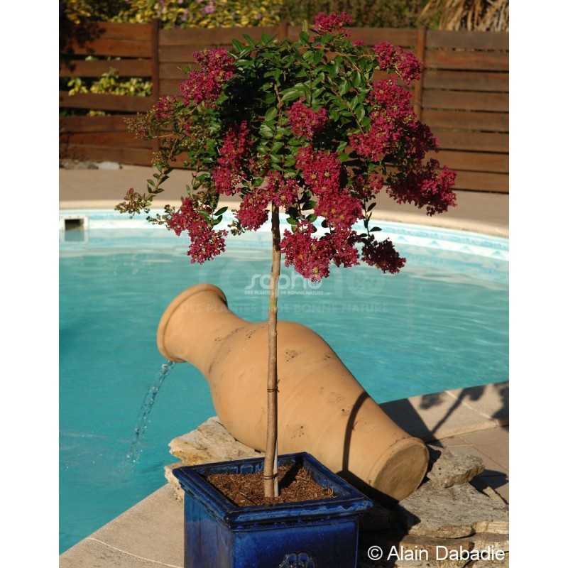 Lagerstroemia indica MIMIE® Fuchsia 'DABLAGE01'