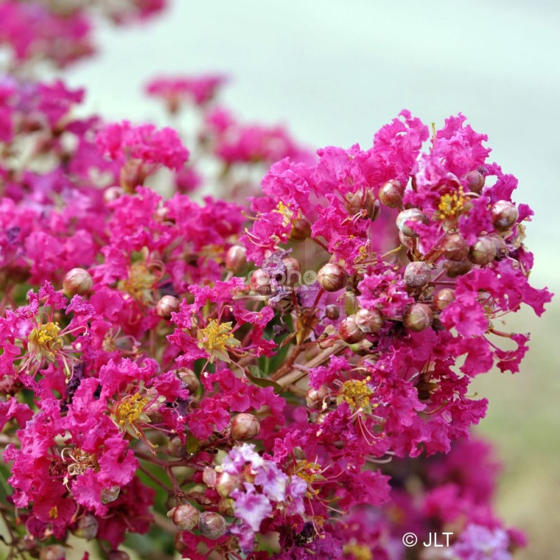 Lagerstroemia indica MIMIE® Fuchsia 'DABLAGE01'