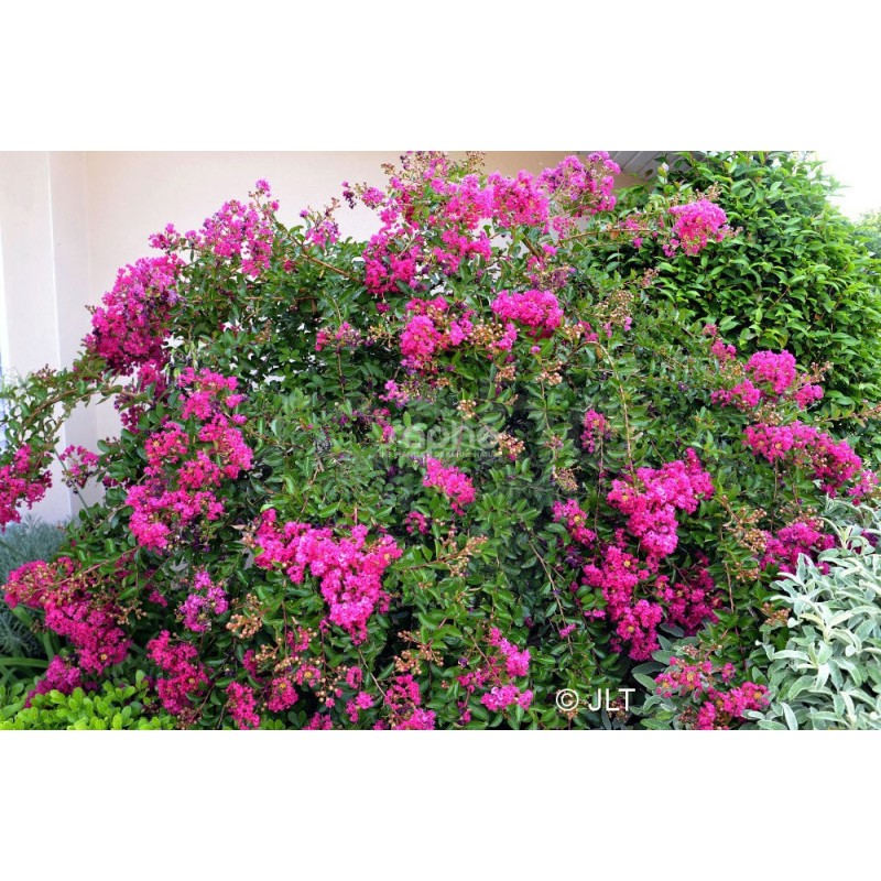 Lagerstroemia indica MIMIE® Fuchsia 'DABLAGE01'