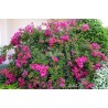 Lagerstroemia indica MIMIE® Fuchsia 'DABLAGE01'