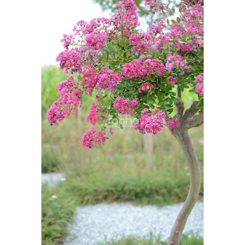 Lagerstroemia indica MIMIE® Fuchsia 'DABLAGE01'