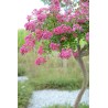 Lagerstroemia indica MIMIE® Fuchsia 'DABLAGE01'