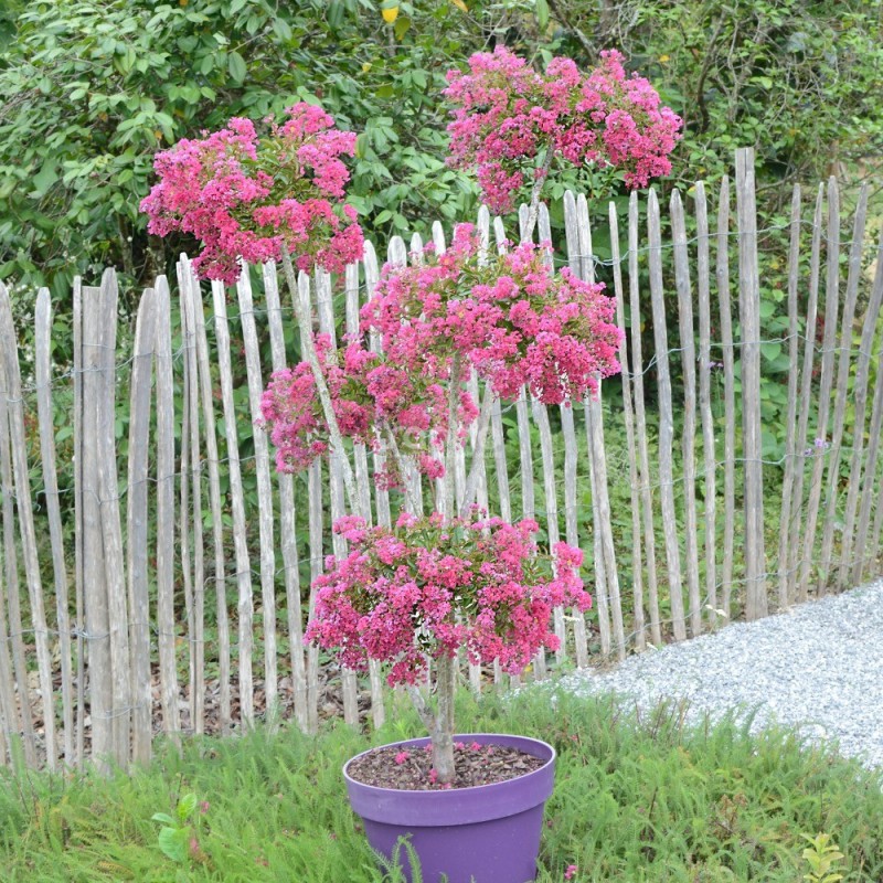 Lagerstroemia indica MIMIE® Fuchsia 'DABLAGE01'