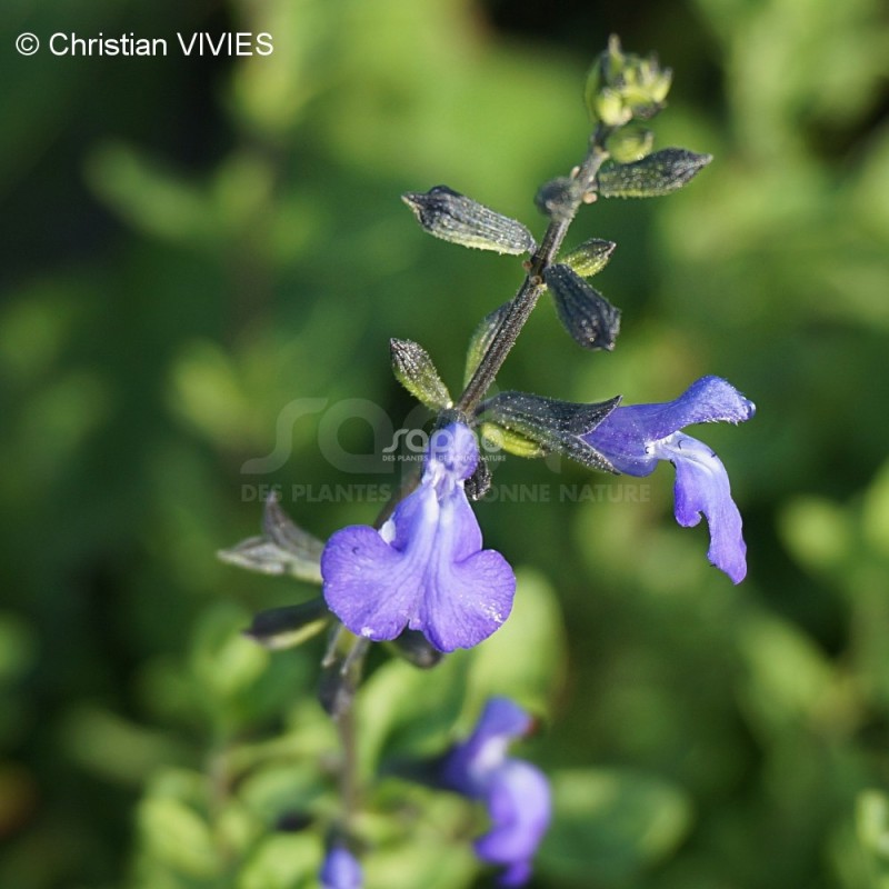Salvia VICTORIA BLUE® 'VIVISAL'