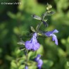 Salvia VICTORIA BLUE® 'VIVISAL'