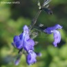 Salvia VICTORIA BLUE® 'VIVISAL'