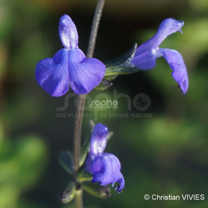 Salvia VICTORIA BLUE® 'VIVISAL'