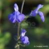 Salvia VICTORIA BLUE® 'VIVISAL'