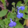 Salvia VICTORIA BLUE® 'VIVISAL'