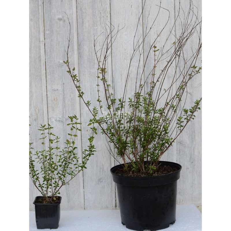 Salvia VICTORIA BLUE® 'VIVISAL'