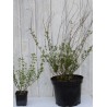 Salvia VICTORIA BLUE® 'VIVISAL'