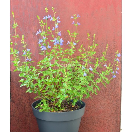 Salvia VICTORIA BLUE® 'VIVISAL'