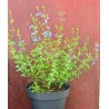 Salvia VICTORIA BLUE® 'VIVISAL'