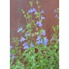 Salvia VICTORIA BLUE® 'VIVISAL'