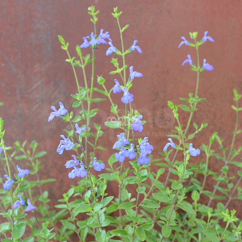 Salvia VICTORIA BLUE® 'VIVISAL'
