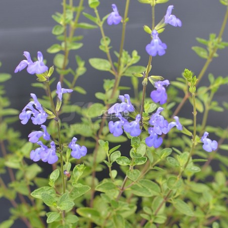 Salvia VICTORIA BLUE® 'VIVISAL'