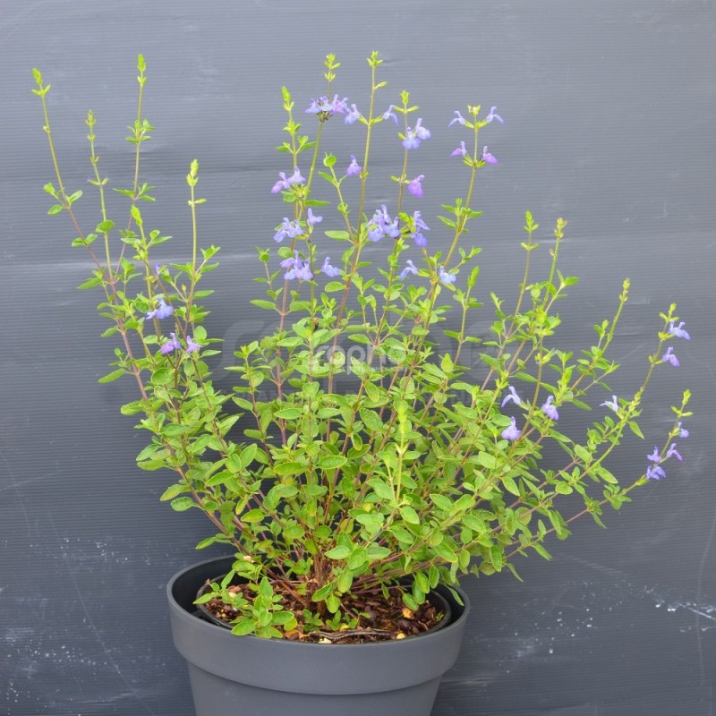 Salvia VICTORIA BLUE® 'VIVISAL'