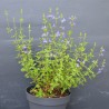 Salvia VICTORIA BLUE® 'VIVISAL'