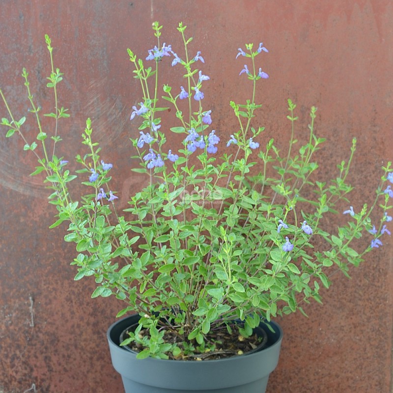 Salvia VICTORIA BLUE® 'VIVISAL'