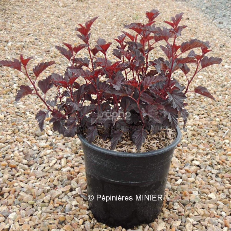 Physocarpus opulifolius ALL BLACK® 'MINALL2'