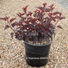 Physocarpus opulifolius ALL BLACK® 'MINALL2'