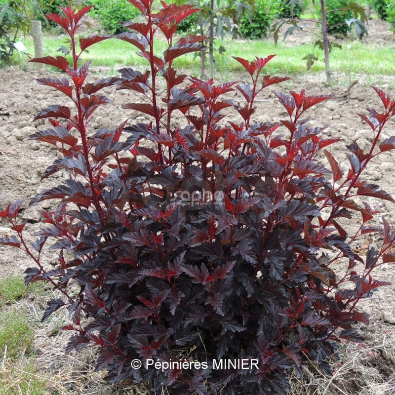 Physocarpus opulifolius ALL BLACK® 'MINALL2'