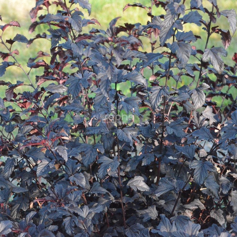 Physocarpus opulifolius ALL BLACK® 'MINALL2'