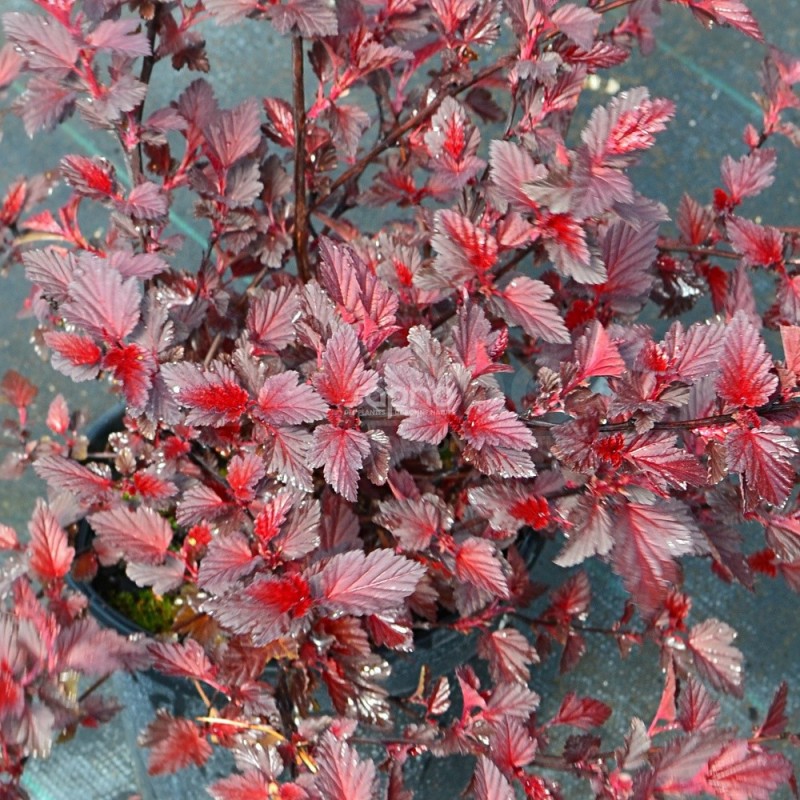 Physocarpus opulifolius ALL BLACK® 'MINALL2'