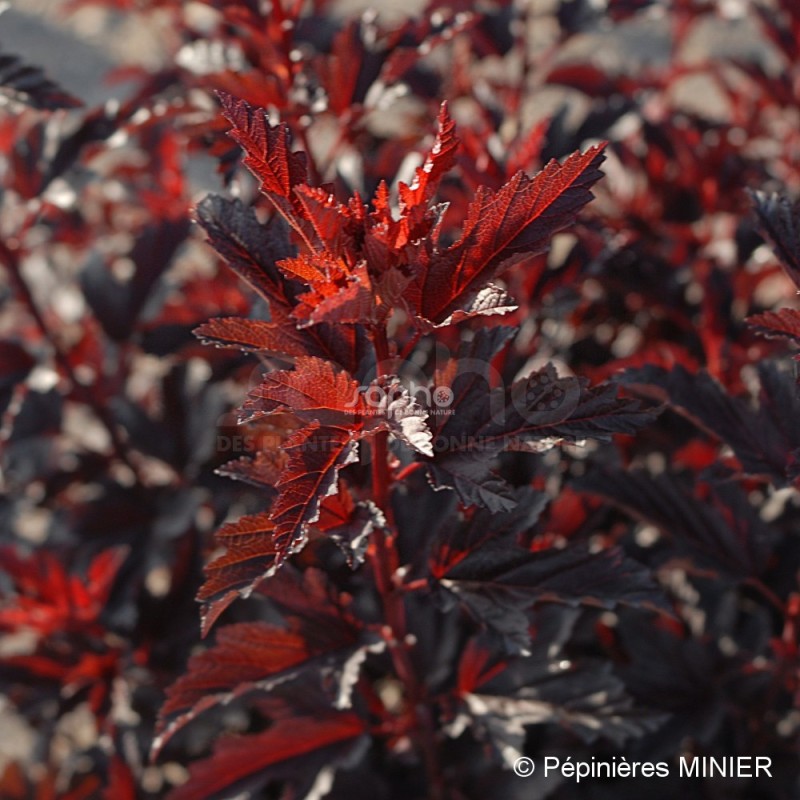 Physocarpus opulifolius ALL BLACK® 'MINALL2'